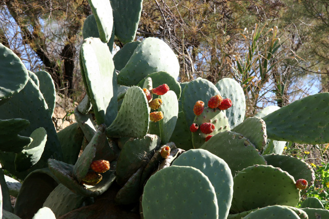 �T�{�e���̎�